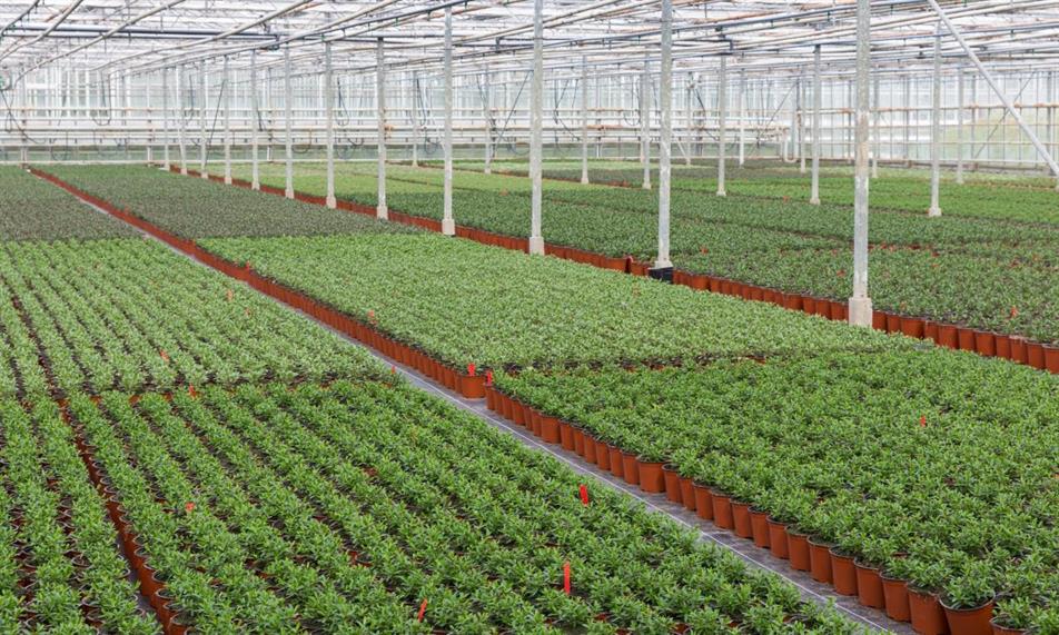 Ornamentals